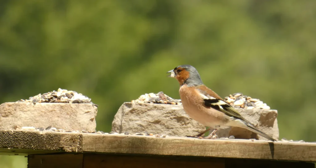 Buchfink bedient sich am Futterangebot